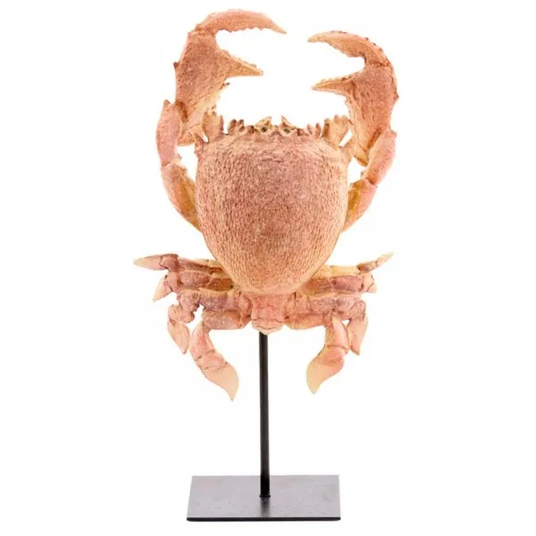 Light & Living Dekorationsobjekt Crab Krebs Koralle