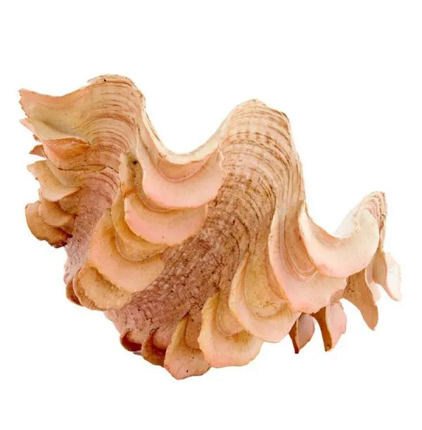 Light & Living Dekorationsobjekt Muschell Shell Orange (23,5x18cm)